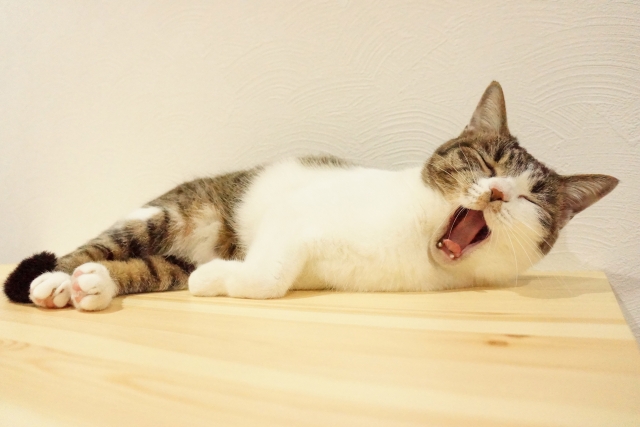 自宅の勉強中の眠気覚まし